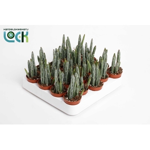 Stapelia Stapeliiformis