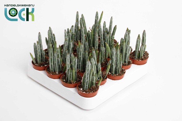 <h4>KLEINIA STAPELIIFORM</h4>