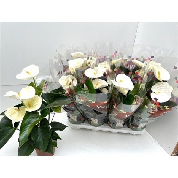 <h4>Anthurium Alpine</h4>