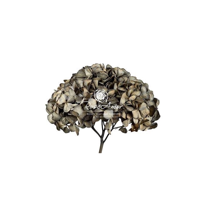 <h4>Hydrangea Xl Bla02</h4>
