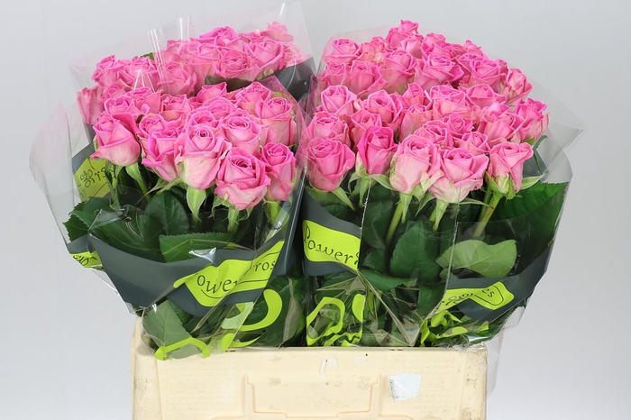 <h4>Rosa Gr Aqua</h4>