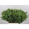 Pittosporum Ilan