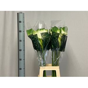 ZANT AE GREEN GODDES