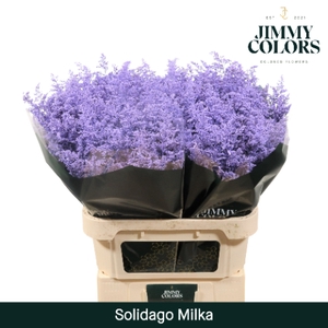 Solidago L70 Klbh. milka