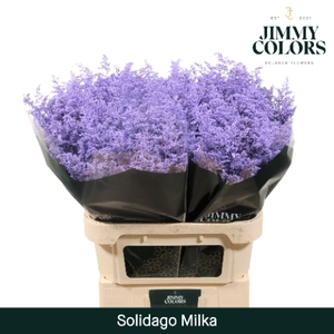 Solidago L70 Milka
