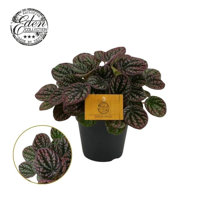<h4>Peperomia</h4>