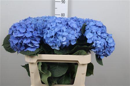 <h4>Hydr M Bela Bl</h4>