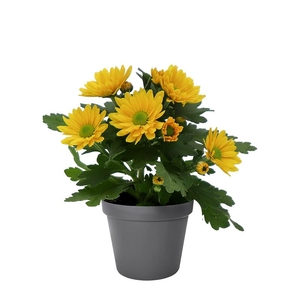 CHRYS.IND.HYBRID MINI P6 ORANJE