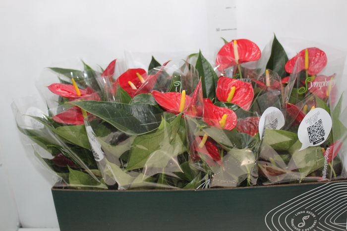 <h4>ANTHURIUM RED SUCCESS P15 PREMIUM</h4>