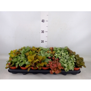 Fittonia   ...mix 7