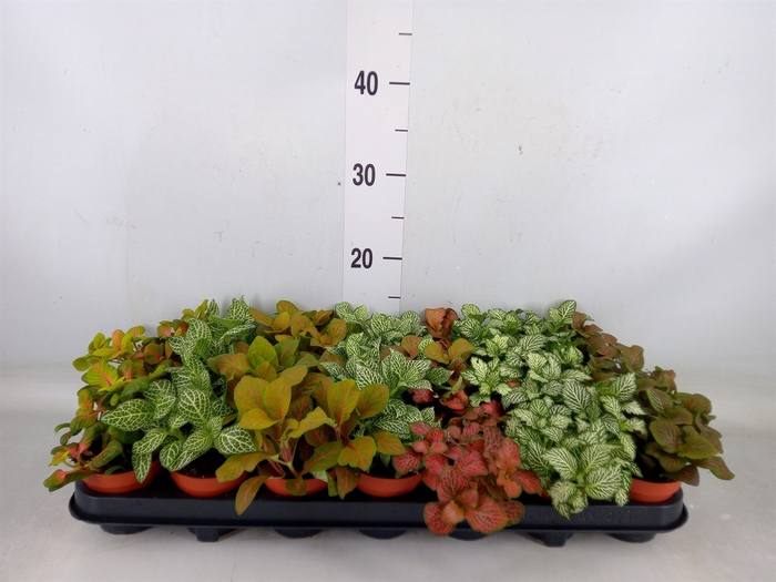 <h4>Fittonia   ...mix 7</h4>