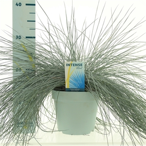 Festuca glauca Intense Blue®