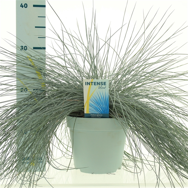 <h4>Festuca glauca Intense Blue®</h4>