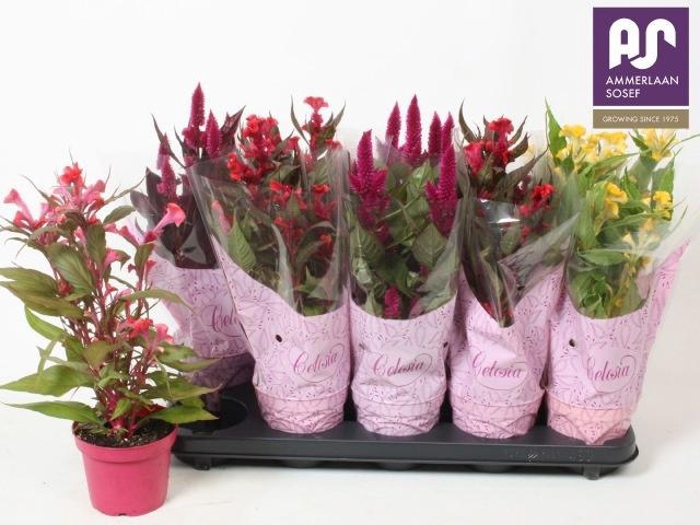 <h4>CEL ARGENTEA GEM</h4>