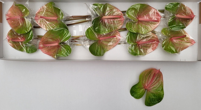 <h4>ANTH A AVO DANIELLE</h4>