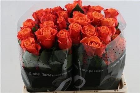 <h4>R GR ORANGE CRUSH</h4>