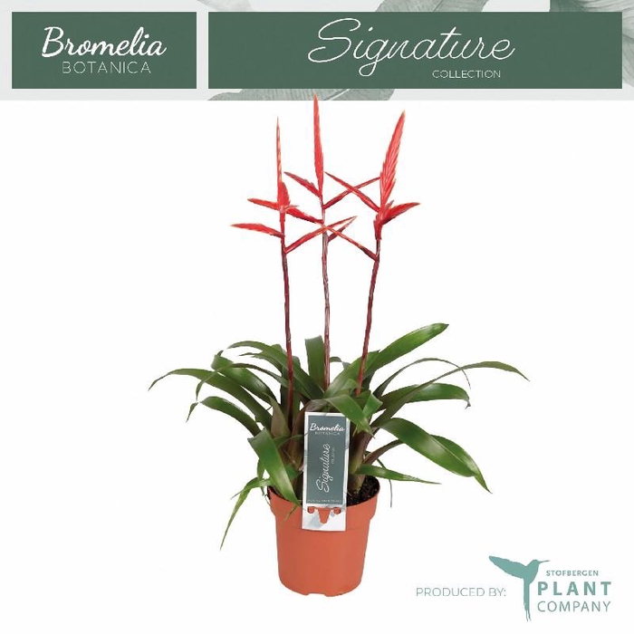 <h4>Vriesea Elan 3 toef</h4>