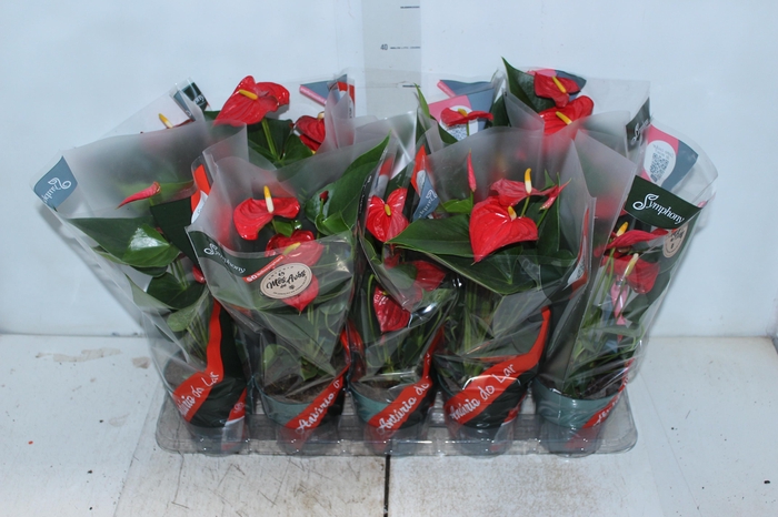 <h4>ANTHURIUM ESUDO P12</h4>