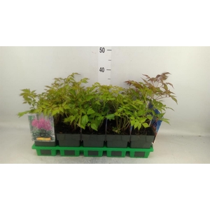 Astilbe japonica 'Mainz'