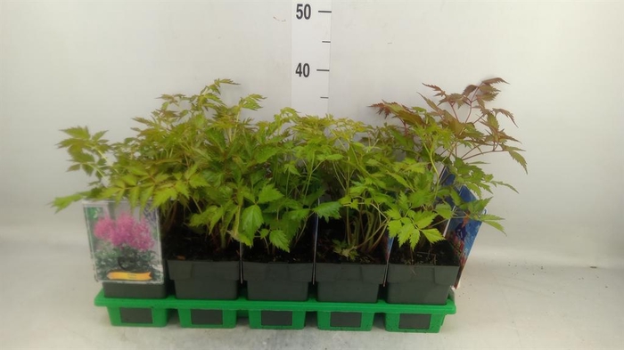 <h4>Astilbe japonica 'Mainz'</h4>