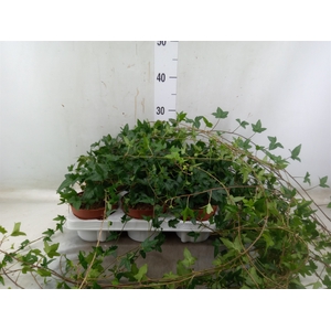 Hedera helix 'Shamrock'