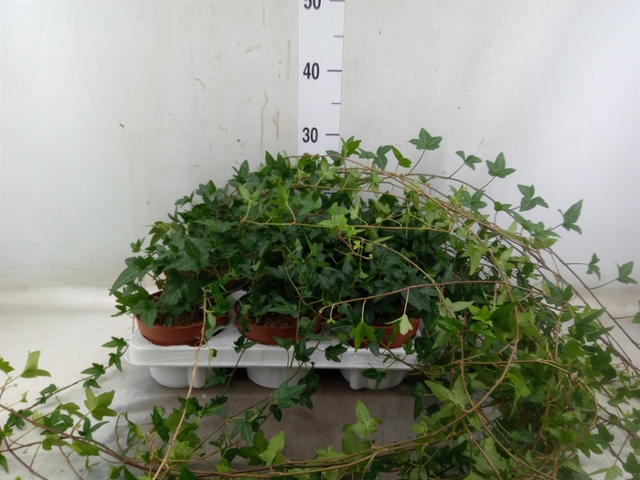 <h4>Hedera helix 'Shamrock'</h4>
