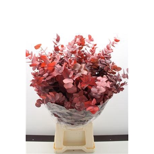 Stuartiana Stabi Red150 Gr