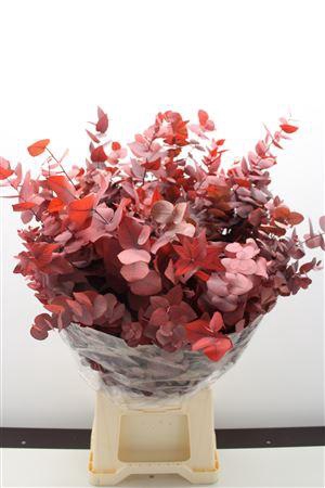 <h4>Stuartiana Stabi Red150 Gr</h4>