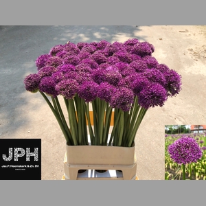 ALLIUM GLA SENSATION