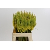 Kniphofia Sunningdale Yellow