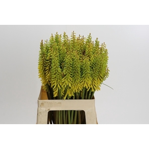 Kniphofia Sunningdale Yellow