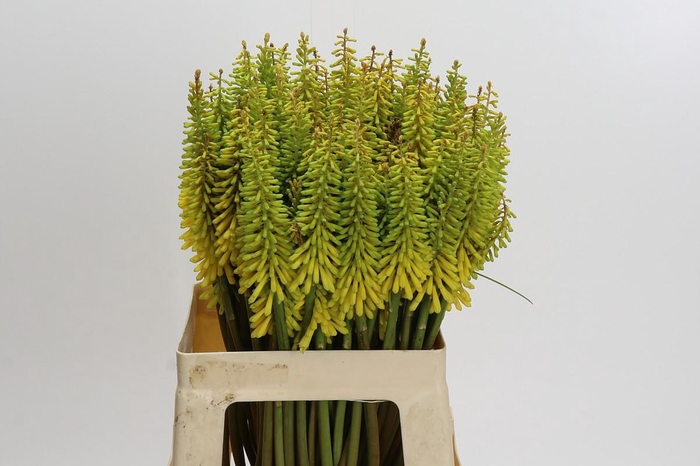<h4>Kniphofia Sunningdale Yellow</h4>