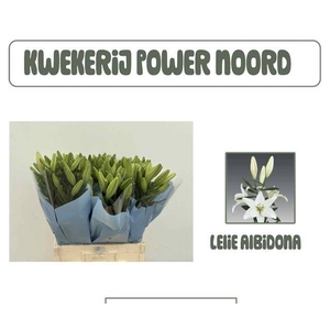 LI LA ALBIDONA