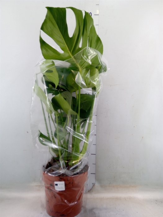 <h4>Monstera delic.</h4>