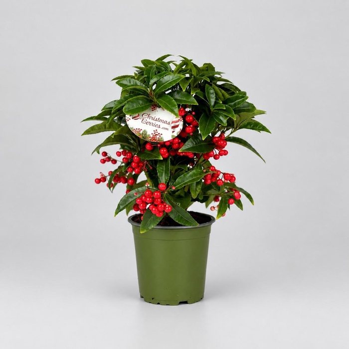 <h4>Jingle Berries™ 12cm Mini Ardisia</h4>