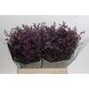 Limonium ov Piuma Sky