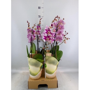 Phalaenopsis  'Ant Barcelona'