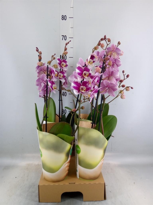 <h4>Phalaenopsis  'Ant Barcelona'</h4>