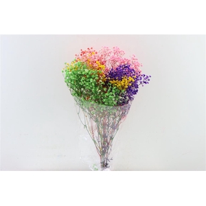 Pres Gyps Mixed Bunch