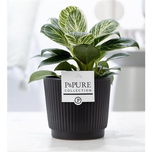 Philodendron White Wave in P&PURE Liv ceramics matt black