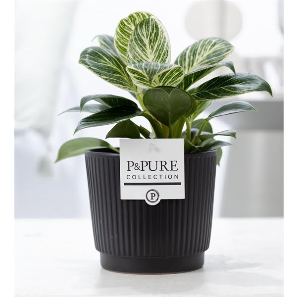 <h4>Philodendron White Wave in P&PURE Liv ceramics matt black</h4>