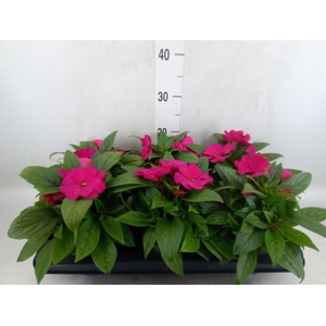 Impatiens NG 'Tamarinda Purple'