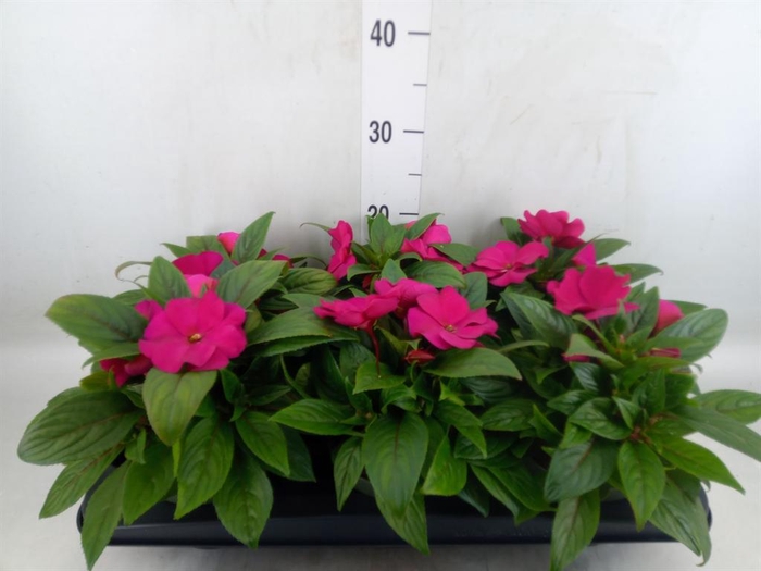 <h4>Impatiens NG 'Tamarinda Purple'</h4>