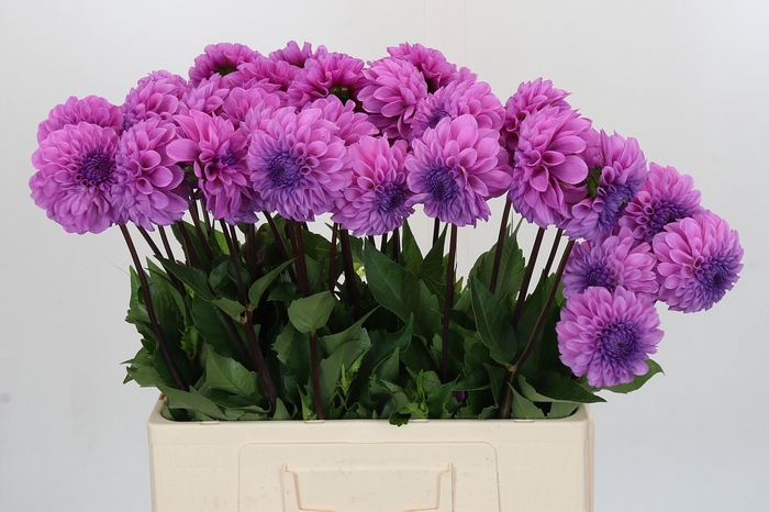 Dahlia Robann Regal