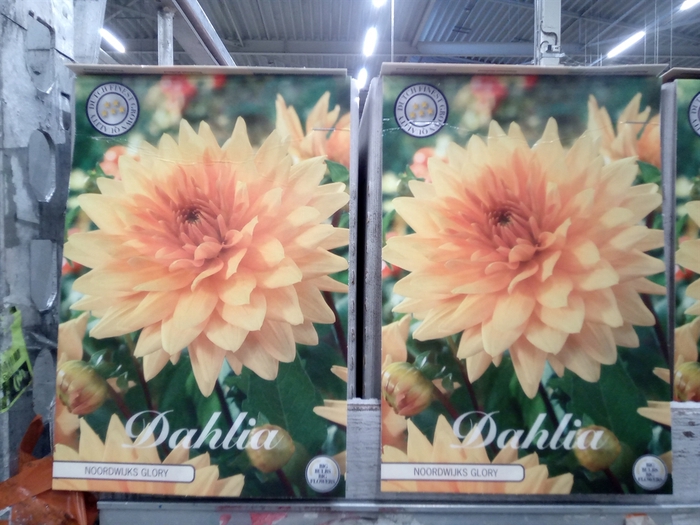 <h4>Dahlia   ...flowerbulbs</h4>