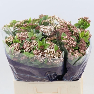 VIBUR T MACROPHYLLUM