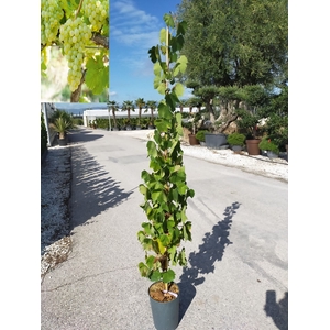 Vitis vinifera