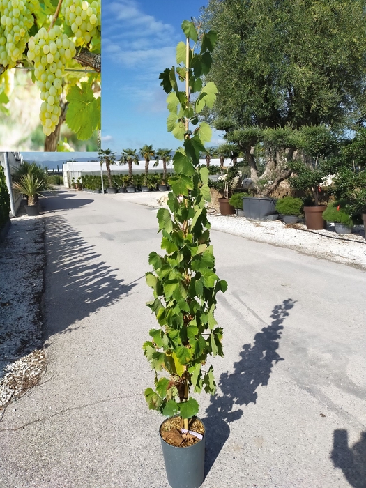 <h4>Vitis vinifera</h4>