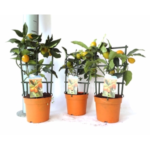 Citrus Kumquat Nagami trellis (s2)