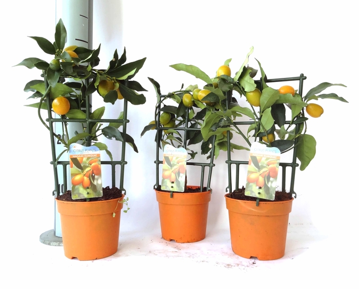 <h4>Citrus Kumquat Nagami trellis (s2)</h4>